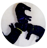 Triskelleau Barbet Zucht Deutschland